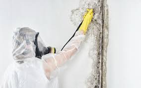 Best Environmental Consulting for Mold Prevention  in Mcgregor, TX